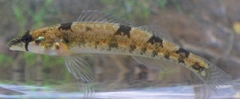 Amber Darter photo 3