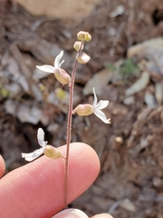 Lithophragma bolanderi