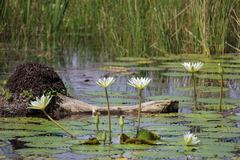 Nymphaea ampla