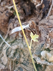 Lithophragma bolanderi