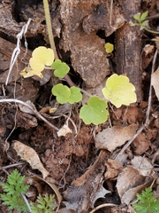 Lithophragma bolanderi