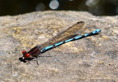 Argia joergenseni