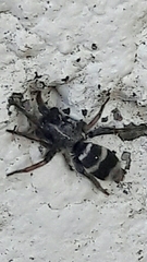 Latonigena