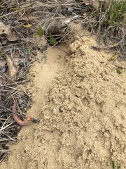 Peromyscus polionotus