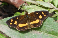 Telenassa berenice