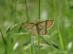Idaea macilentaria