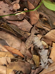 Anolis wilsoni