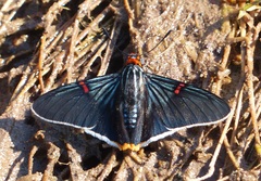 Phocides polybius phanias