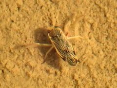 Sigara striata