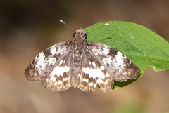 Chiomara asychis autander