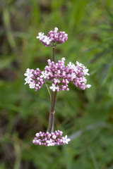 Valeriana italica