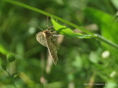 Idaea macilentaria