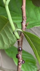 Parthenolecanium corni