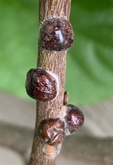 Parthenolecanium corni