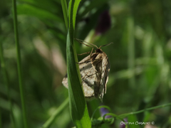 Idaea macilentaria