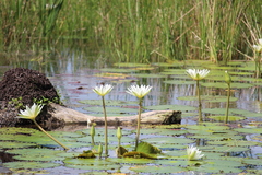 Nymphaea ampla