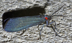 Lycomorpha splendens
