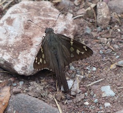 Thorybes dorantes dorantes