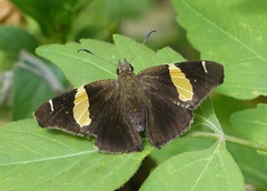 Oechydrus chersis ochrilinea