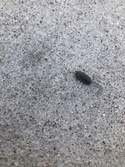 Armadillidium vulgare