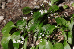 Valeriana saxatilis