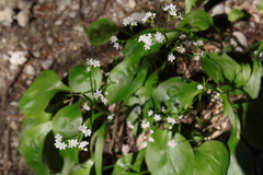 Valeriana saxatilis