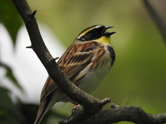 Emberiza elegans