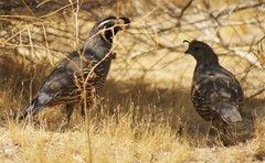 Callipepla californica