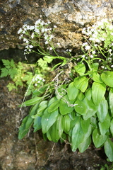 Valeriana saxatilis