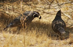 Callipepla californica