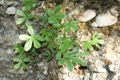Potentilla caulescens