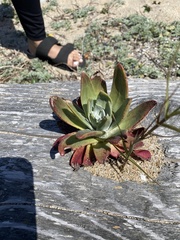 Dudleya farinosa