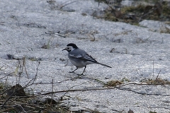 Motacilla alba