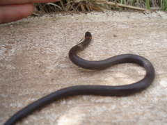 Diadophis punctatus modestus
