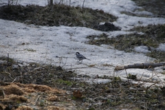 Motacilla alba
