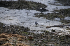 Motacilla alba