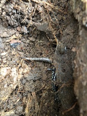 Plethodon ocmulgee