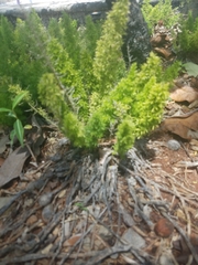 Asparagus densiflorus