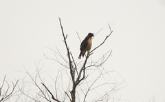 Rupornis magnirostris