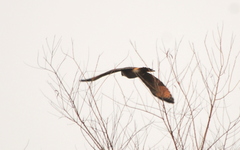 Rupornis magnirostris