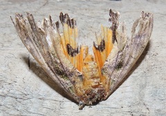 Eudocima afrikana