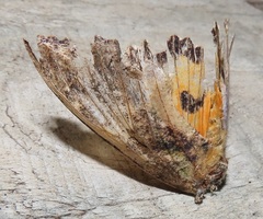 Eudocima afrikana