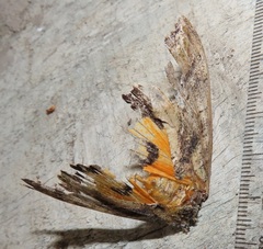 Eudocima afrikana