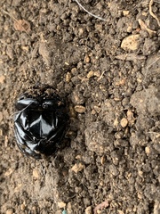 Phanaeus texensis