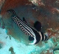 Eques punctatus
