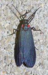 Lycomorpha splendens