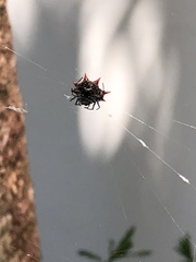 Gasteracantha cancriformis