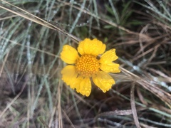 Amblyolepis setigera