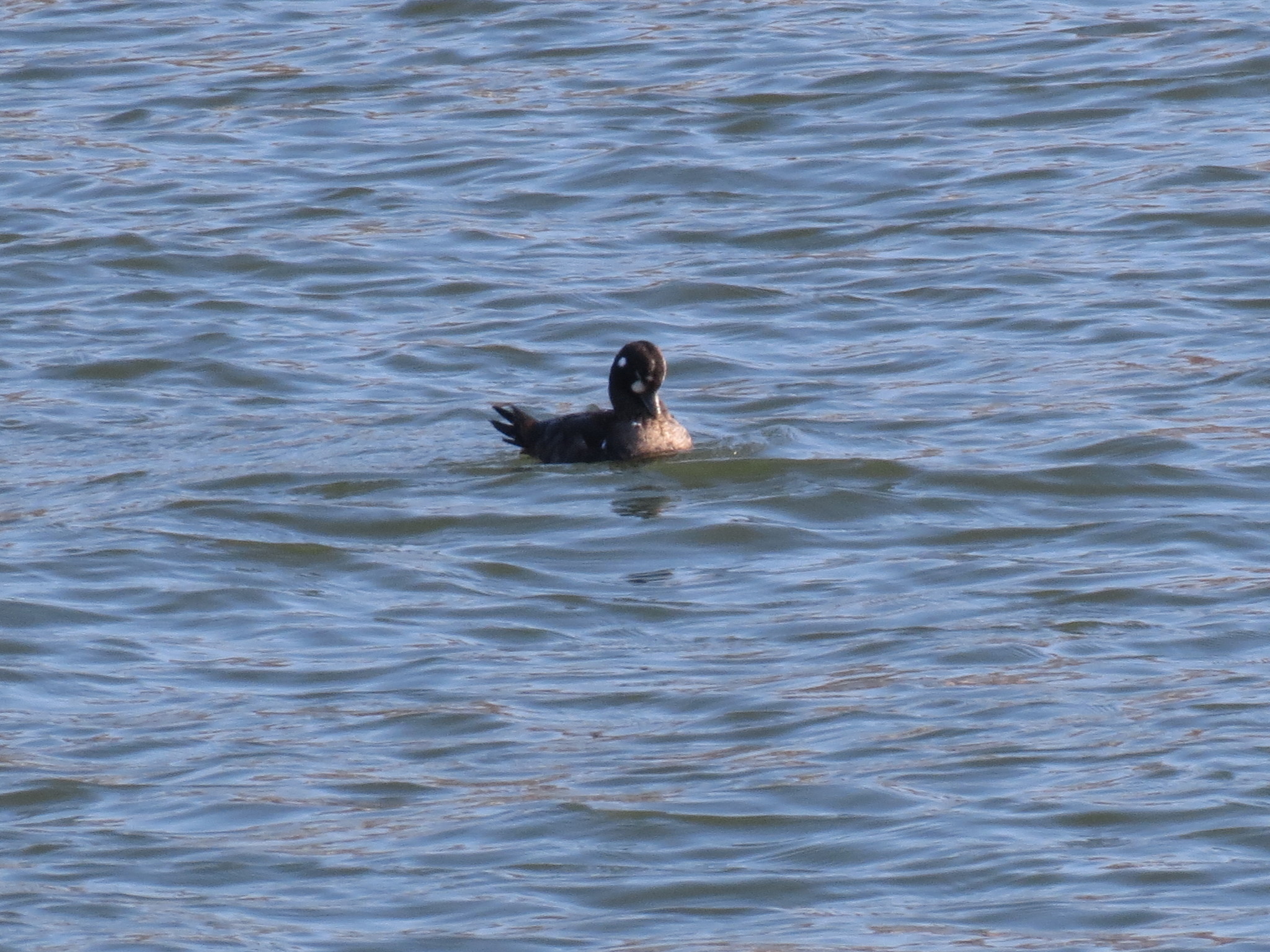 Harlequin Duck
