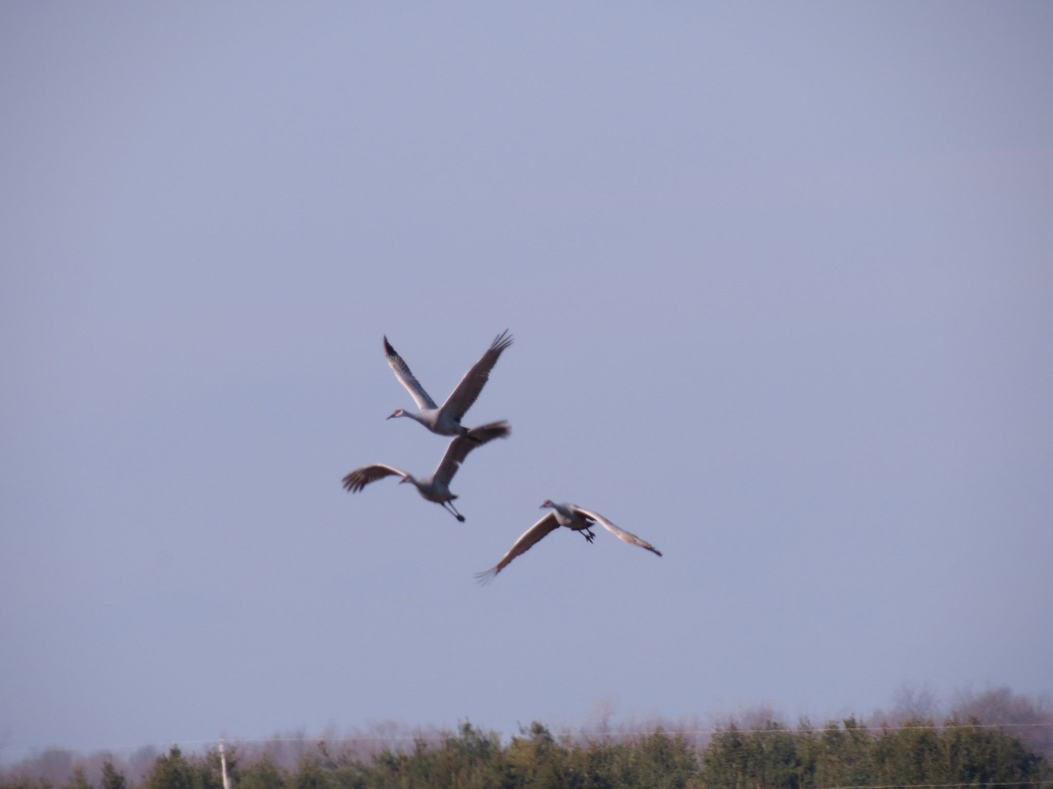 Sandhill Crane